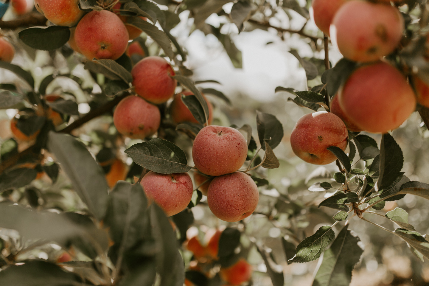 A close up of apples growing in Corvallis, Oregon. Intimate wedding photography in Corvallis Oregon by Sienna Plus Josh.