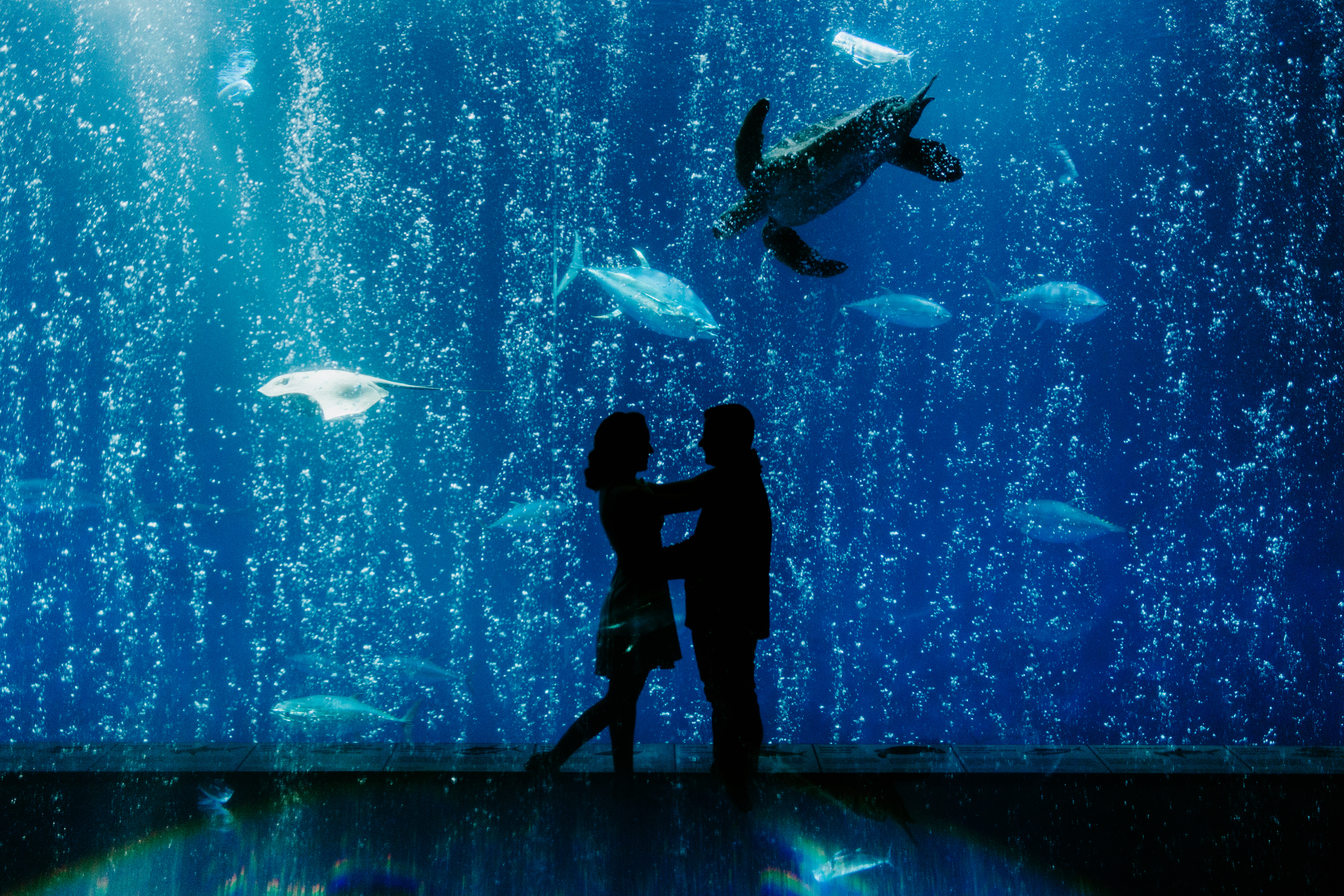 A couple stands in front of the sea life at the Monterey Bay Aquarium in Monterey, California.