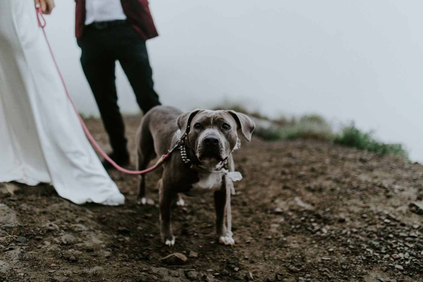 Katelyn and Murray's dog. Elopement wedding photography at Mount Hood by Sienna Plus Josh.
