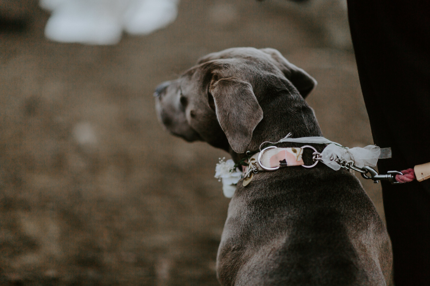Katelyn and Murray's dog watches on as they recite their vows. Elopement wedding photography at Mount Hood by Sienna Plus Josh.