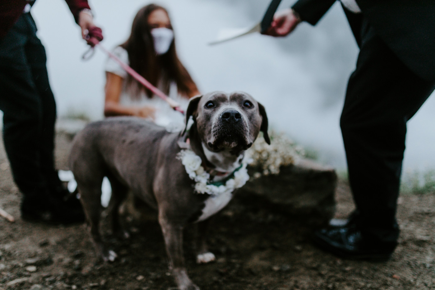 Katelyn and Murray's dog steals the spotlight. Elopement wedding photography at Mount Hood by Sienna Plus Josh.