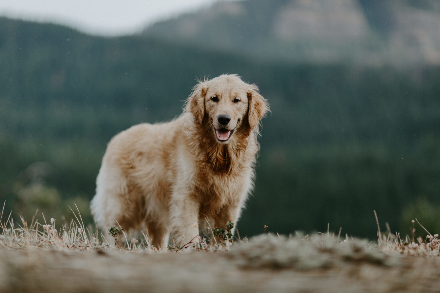 Cody the dog stops for a picture near Cascade Locks, OR. Elopement wedding photography at Cascade Locks by Sienna Plus Josh.