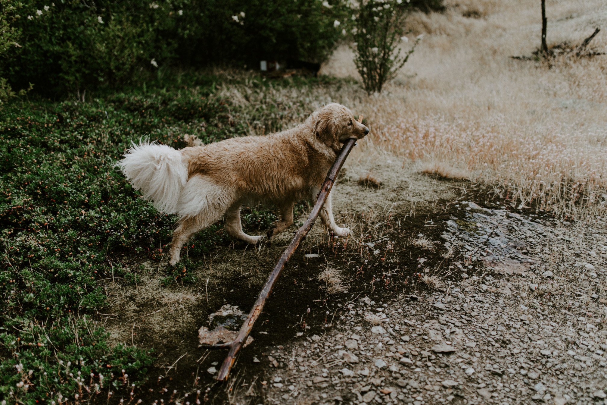 Cody the dog drags a giant branch. Elopement wedding photography at Cascade Locks by Sienna Plus Josh.