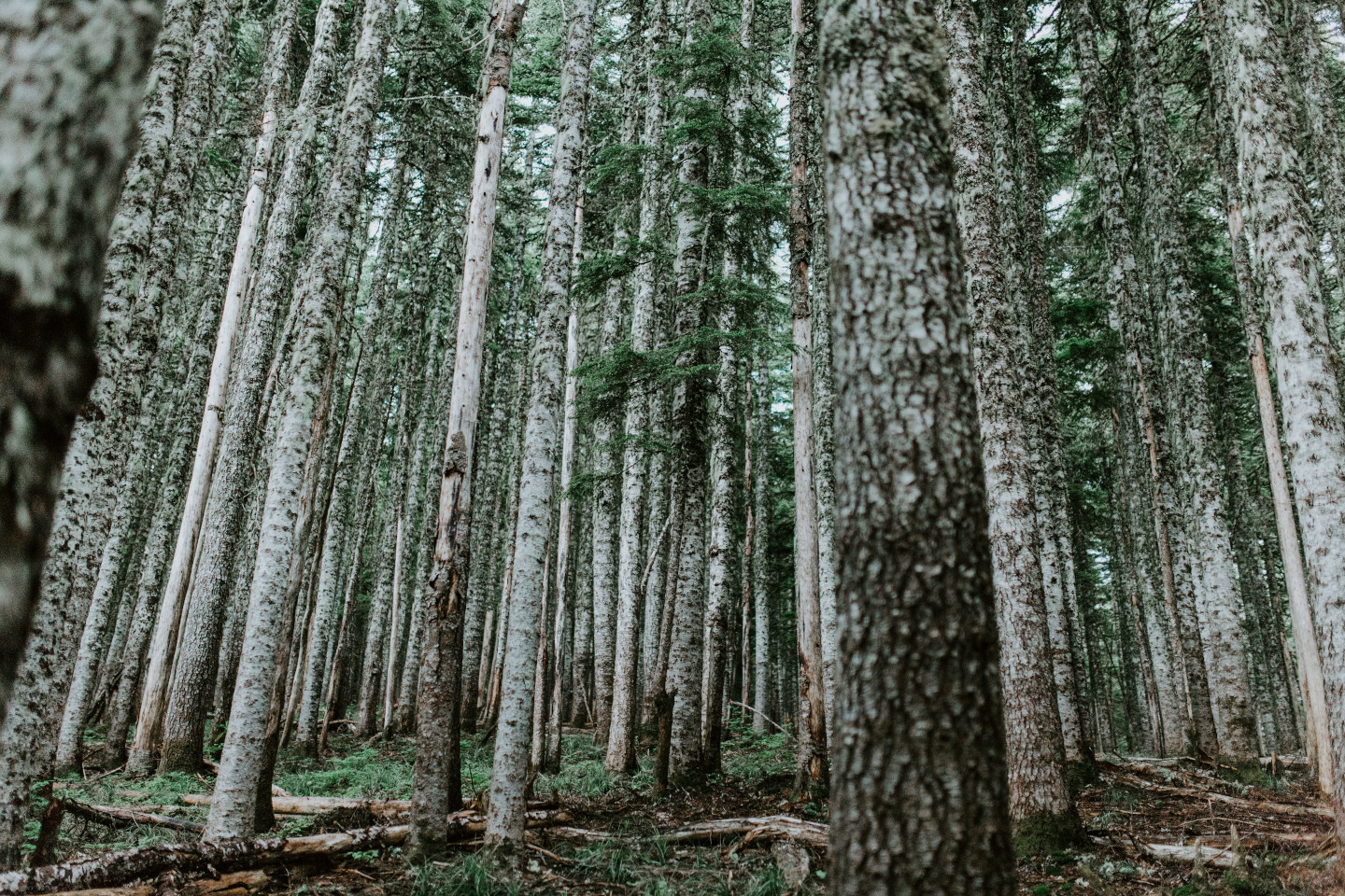 The trees that line the trail towards Mount Hood. Adventure elopement wedding shoot by Sienna Plus Josh.