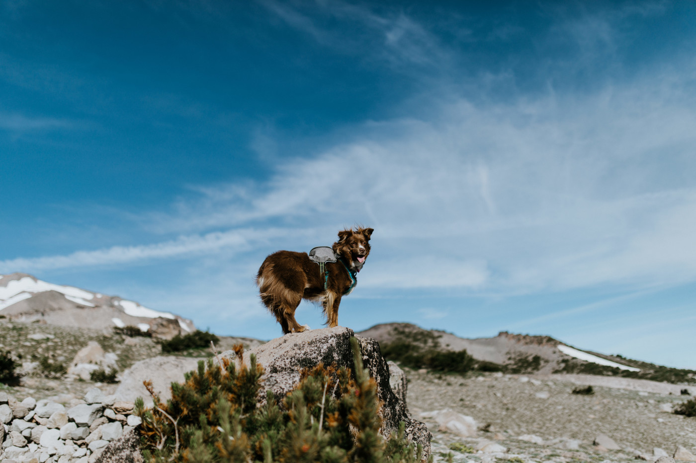Piper, the Dog of Honor, stands on a rock. Elopement photography at Mount Hood by Sienna Plus Josh.
