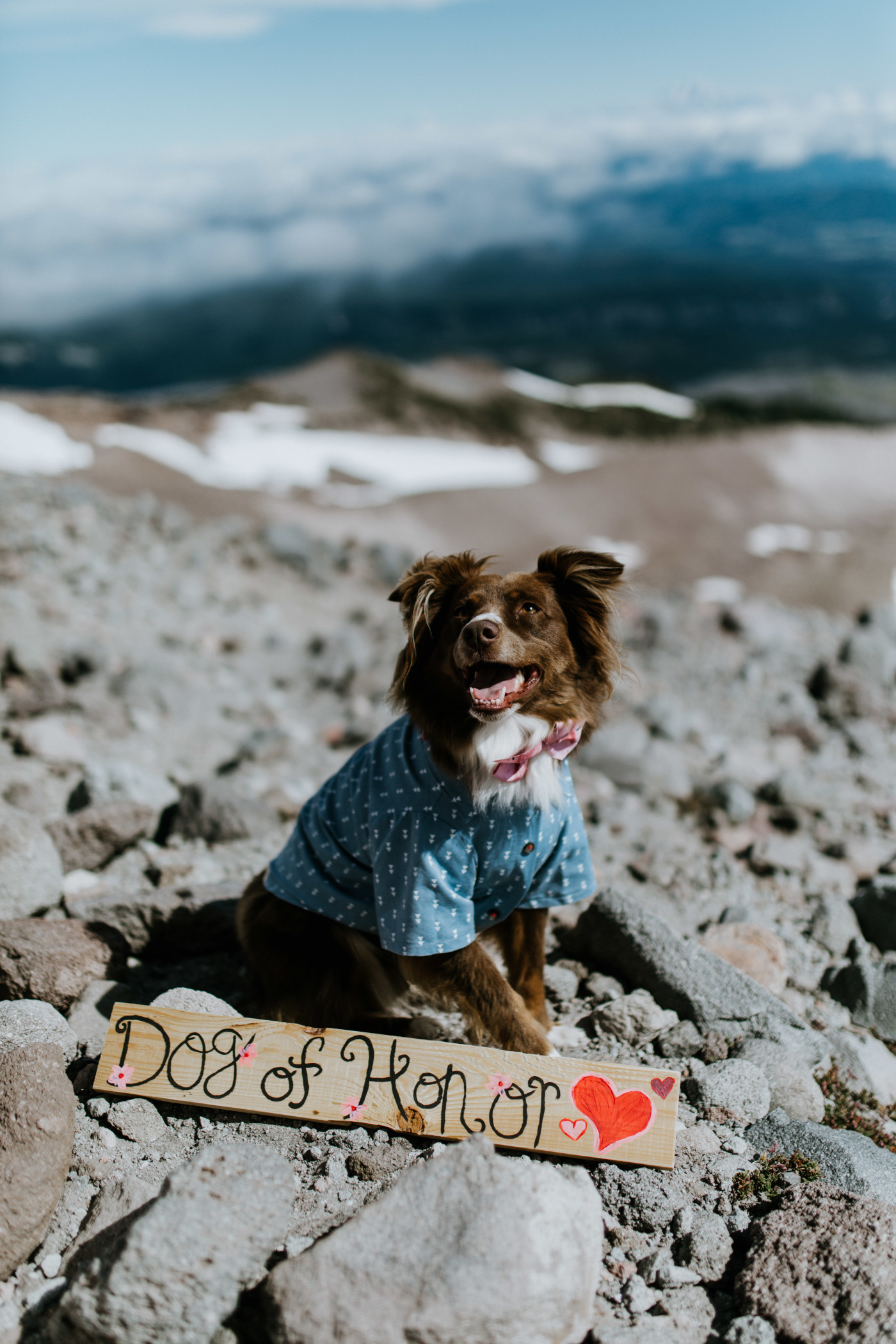 Piper, the Dog of Honor, wears a shirt and sits behind a sign. Elopement photography at Mount Hood by Sienna Plus Josh.