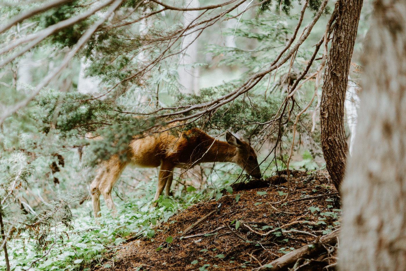 A deer in the forest of Mount Rainier, Washington.