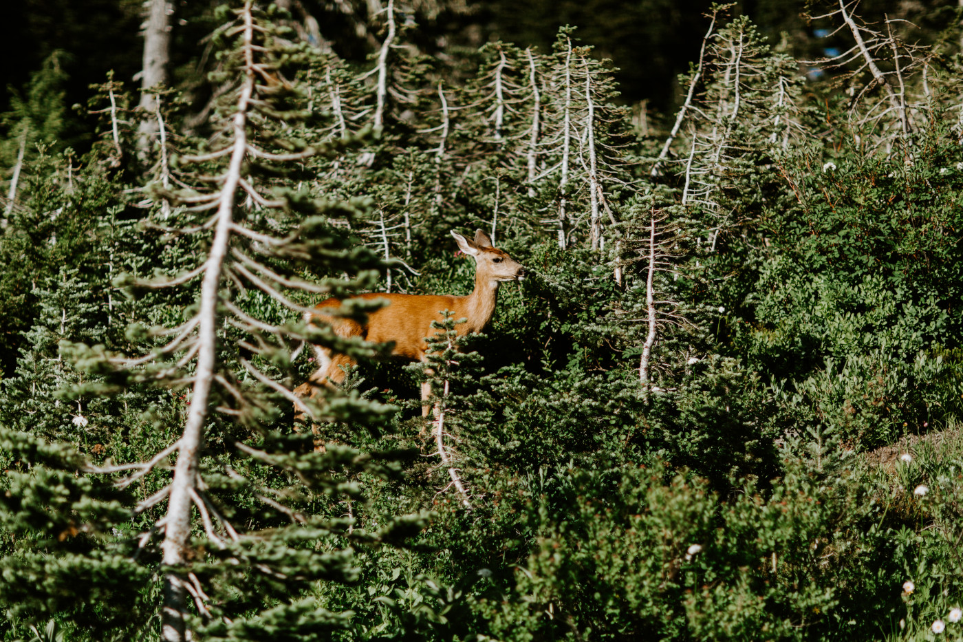 A deer in the forest at Mount Rainier.