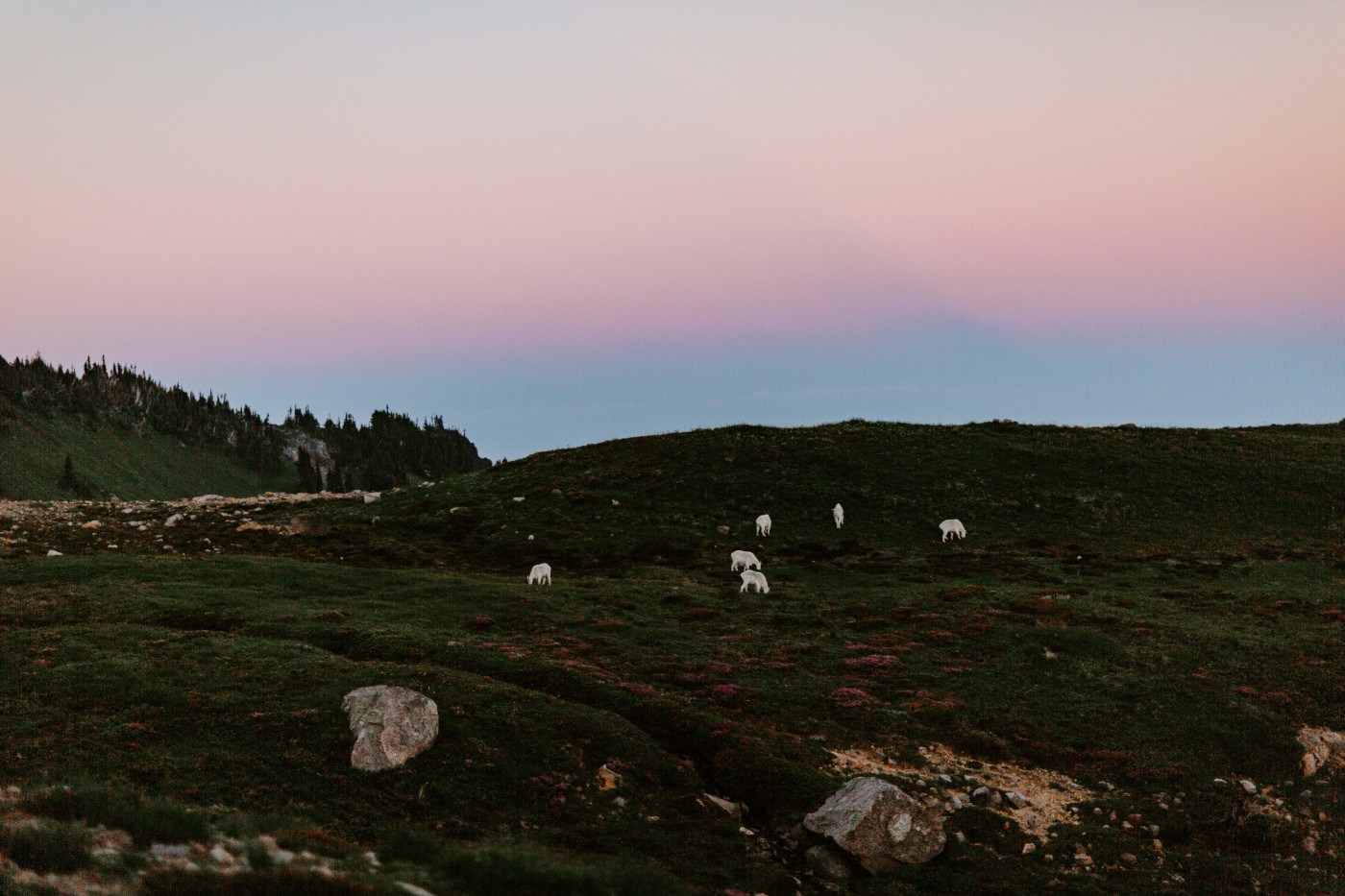 The goats in Mount Rainier.