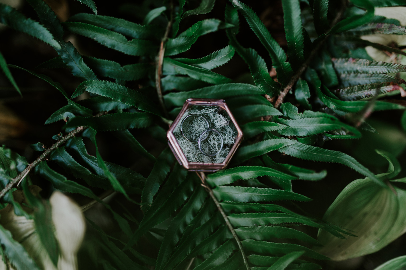 A case containing Nicole and Vlad's rings resting on ferns at Cannon Beach, OR. Elopement wedding photography at Cannon Beach by Sienna Plus Josh.