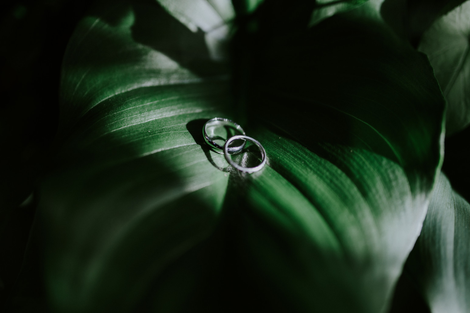 Nicole and Vlad's rings resting on a leaf at Cannon Beach, OR. Elopement wedding photography at Cannon Beach by Sienna Plus Josh.