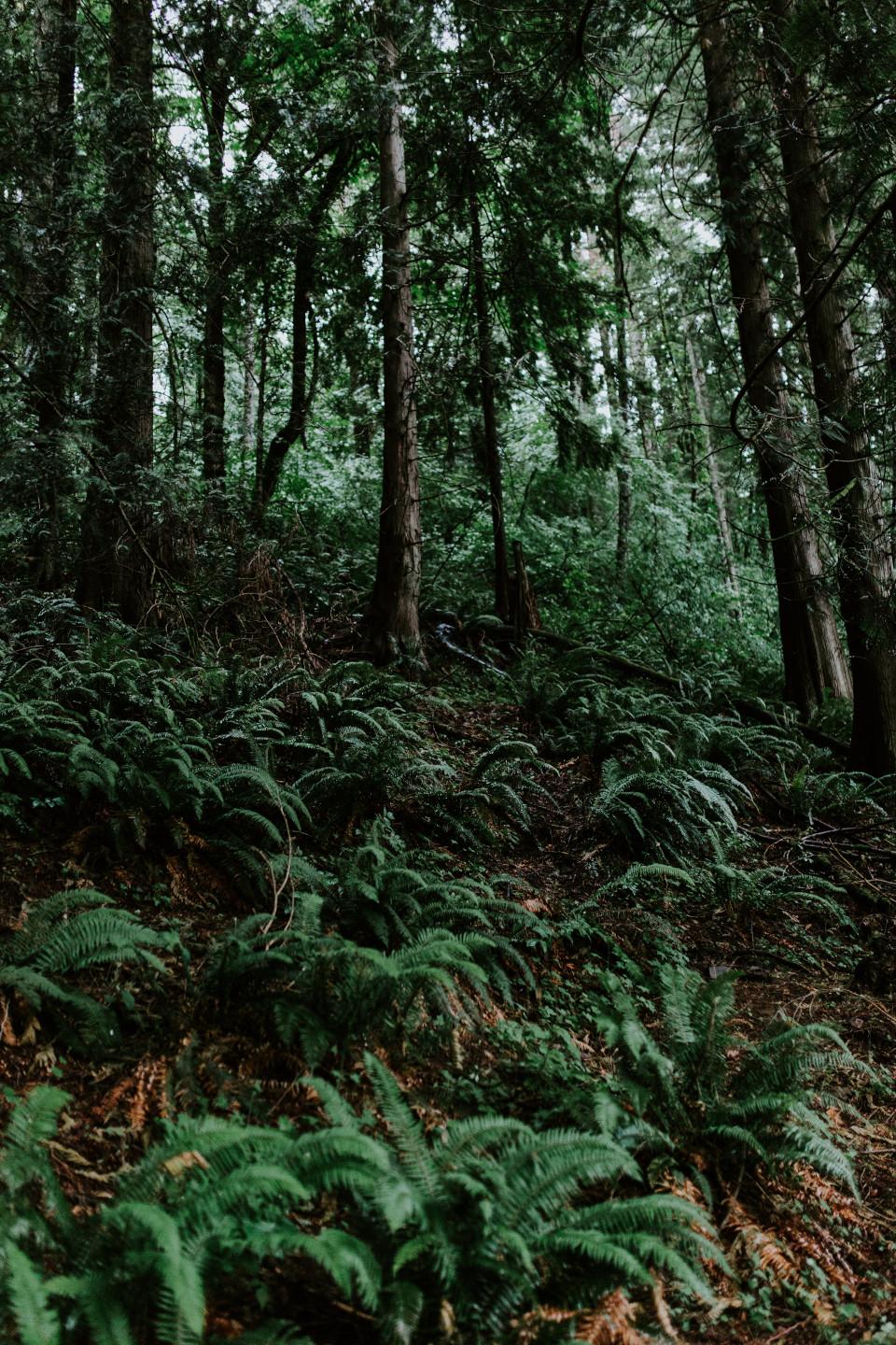 The surrounding woods at Skamina House, Washington. Elopement photography in Portland Oregon by Sienna Plus Josh.